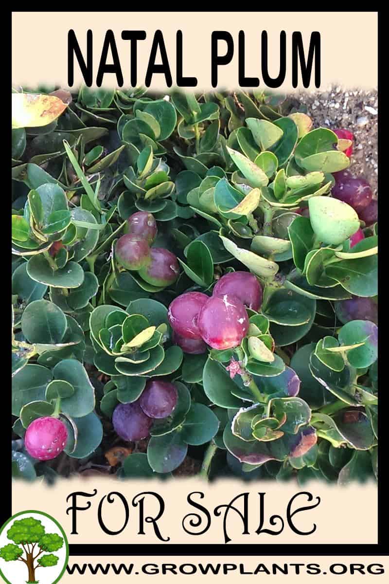 Natal plum