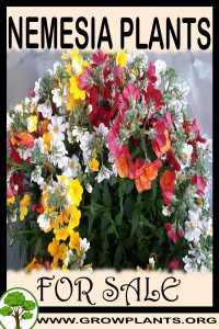Nemesia plants for sale