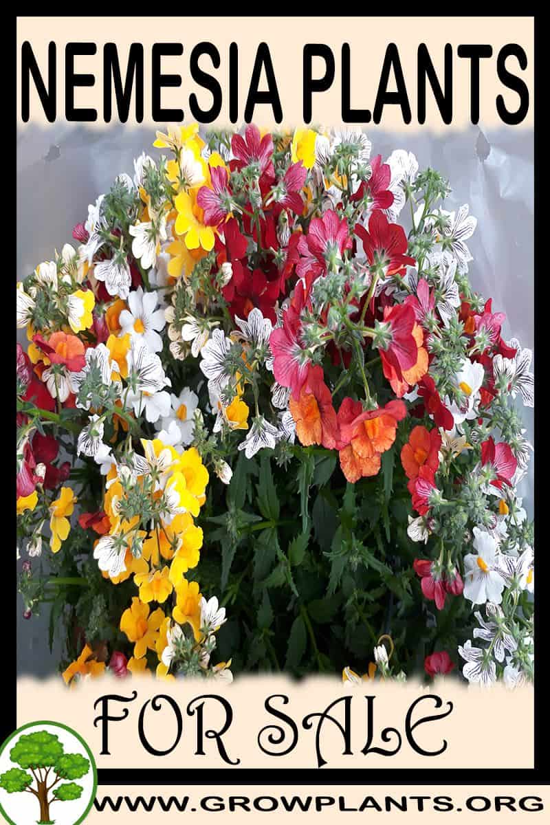 Nemesia plants