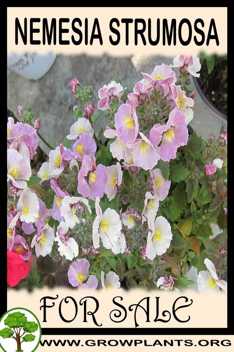 Nemesia strumosa