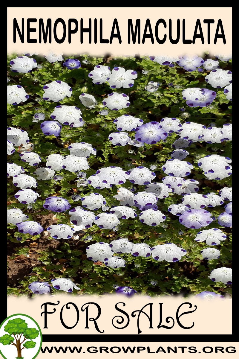 Nemophila maculata