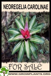 Neoregelia carolinae for sale
