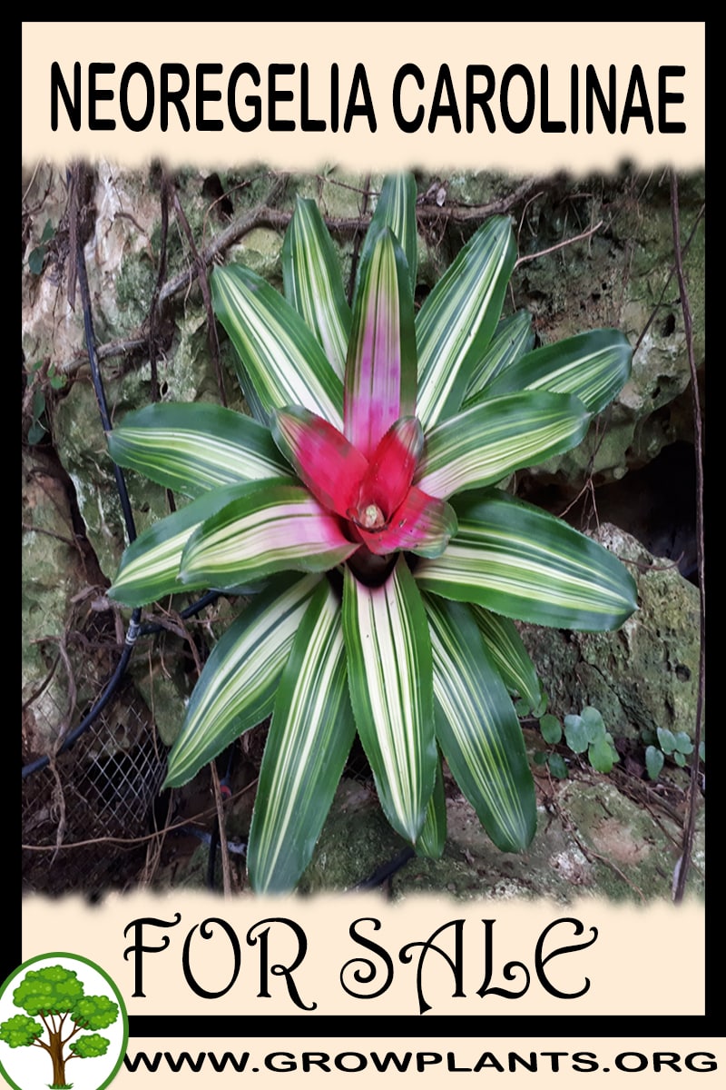 Neoregelia carolinae
