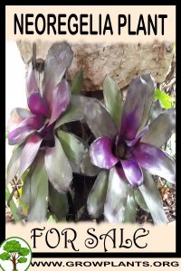 Neoregelia for sale