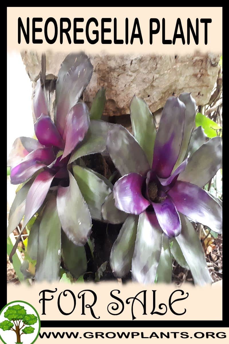Neoregelia