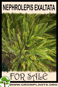 Nephrolepis exaltata for sale