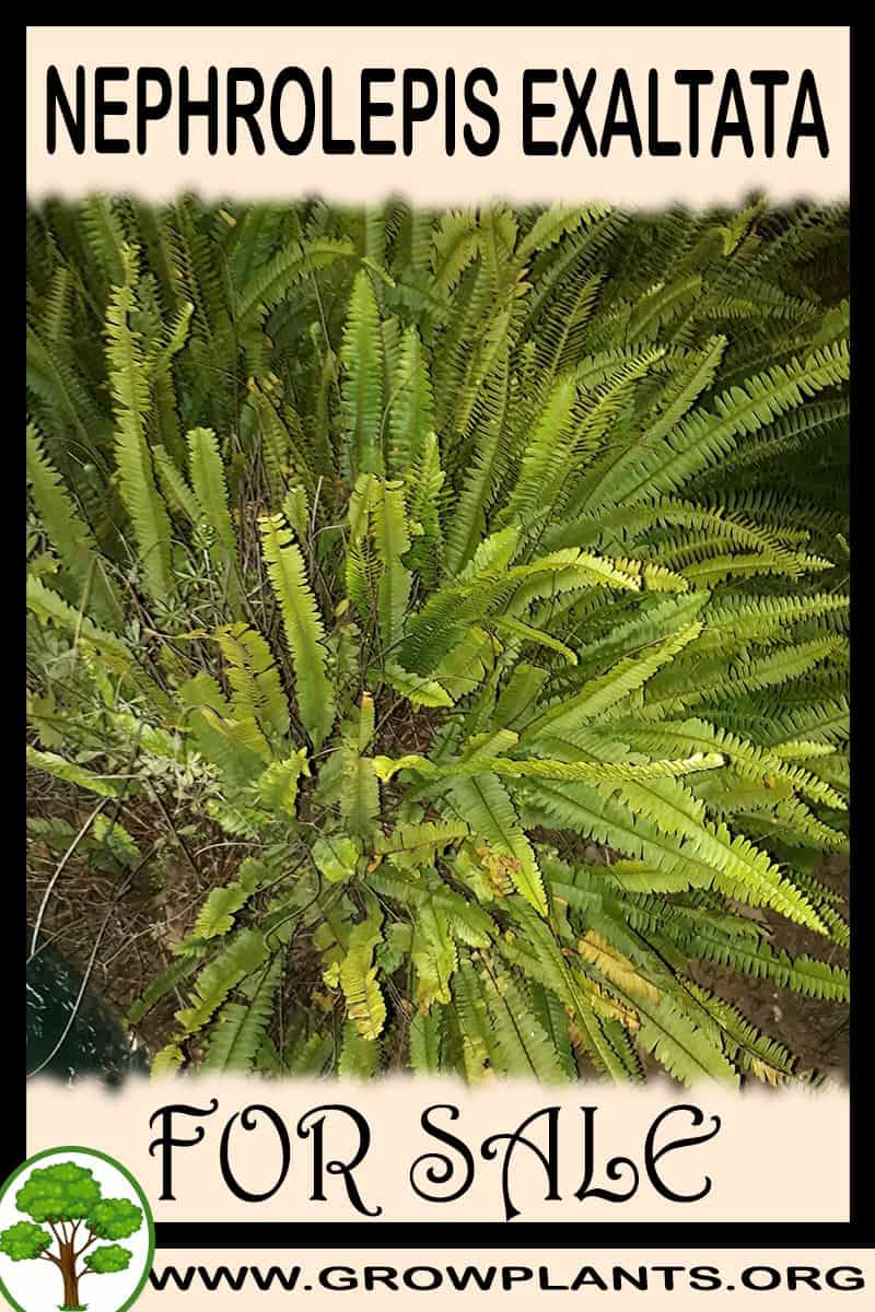 Nephrolepis exaltata