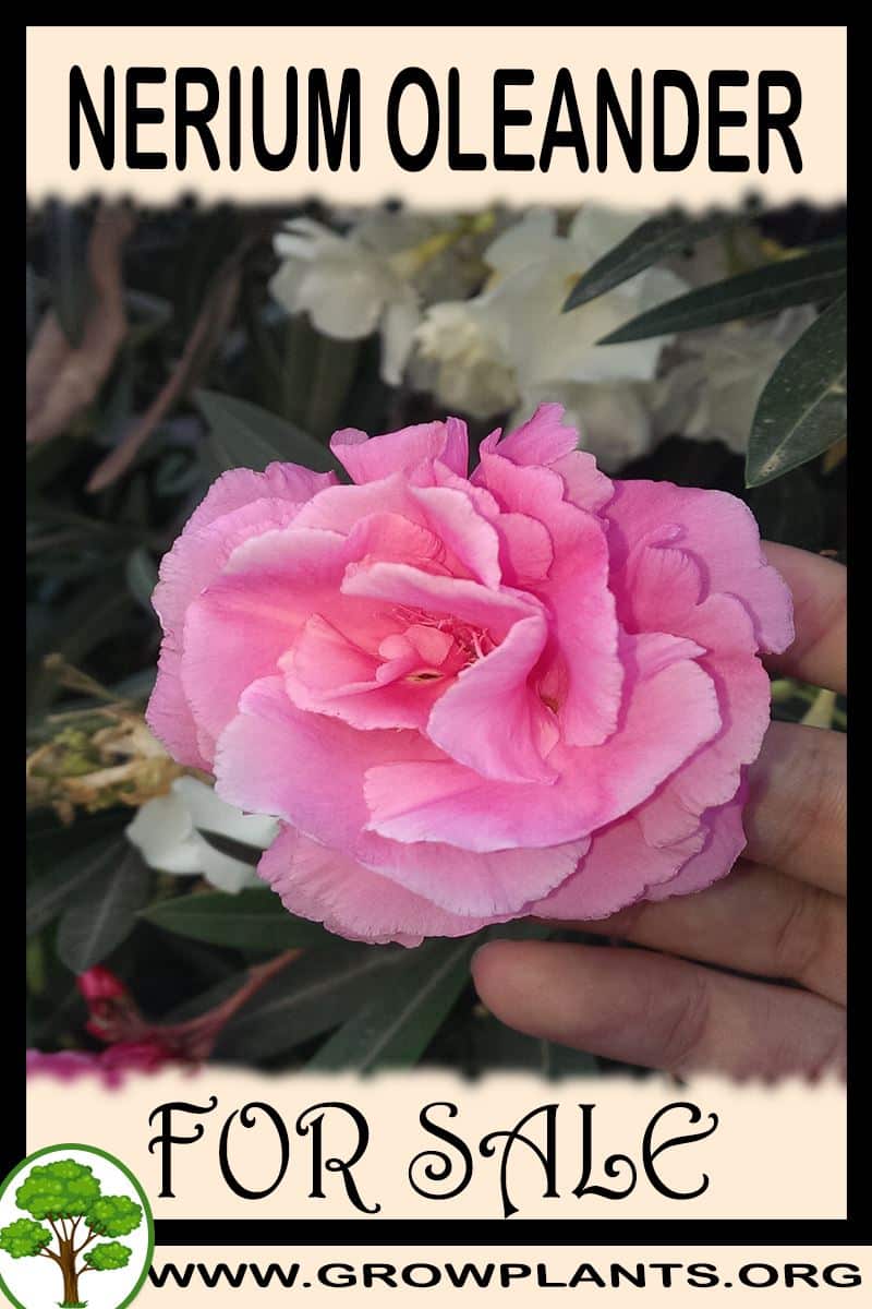 Nerium oleander