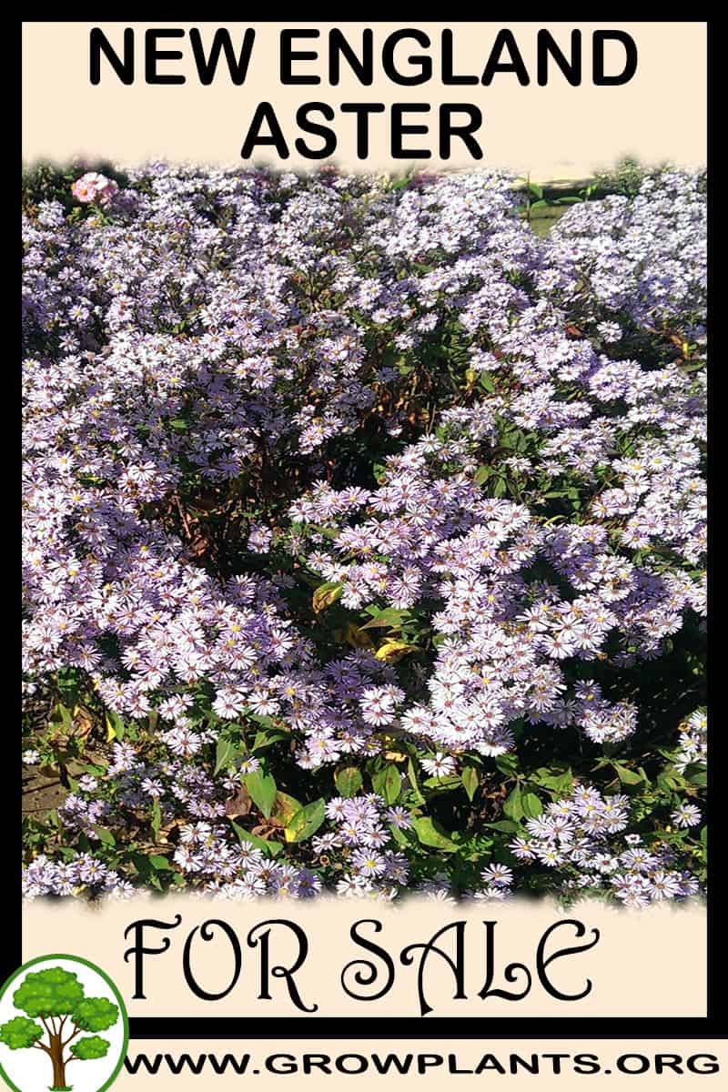 New England aster