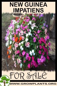 New guinea impatiens for sale
