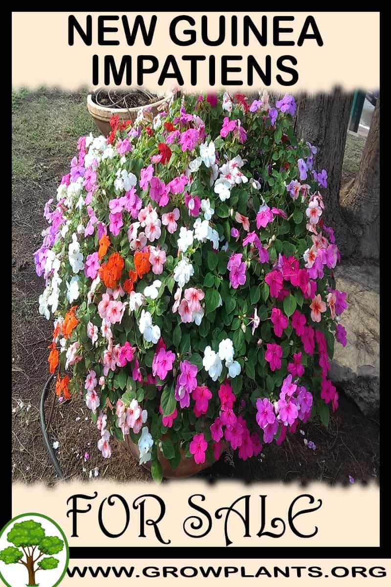 New guinea impatiens