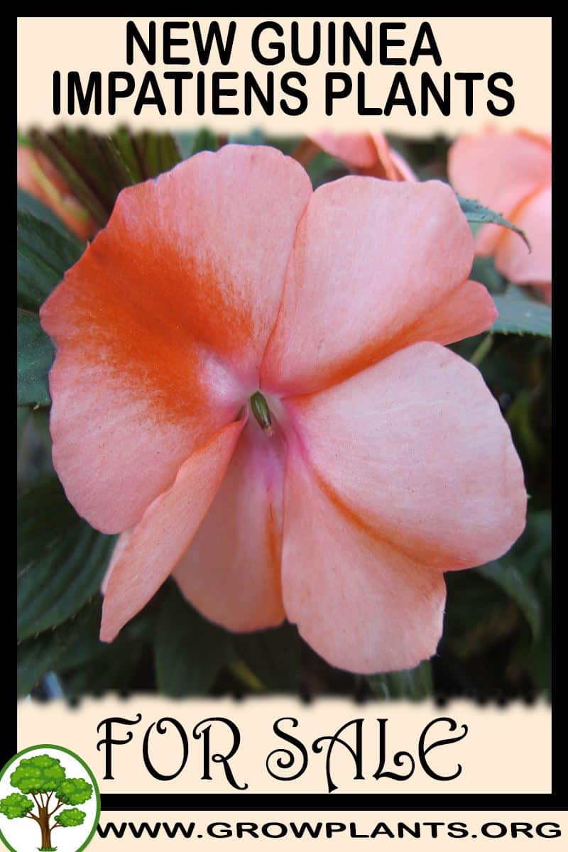 New guinea impatiens plants