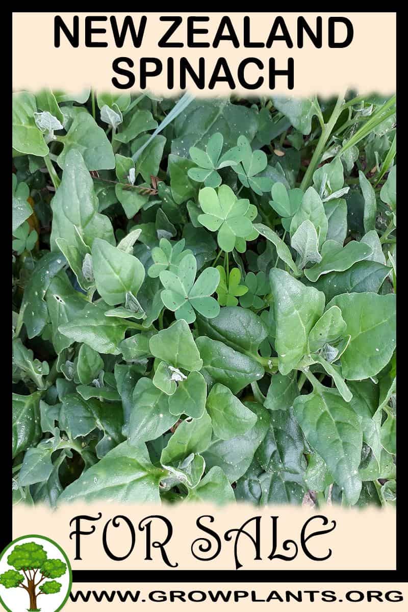 New zealand spinach
