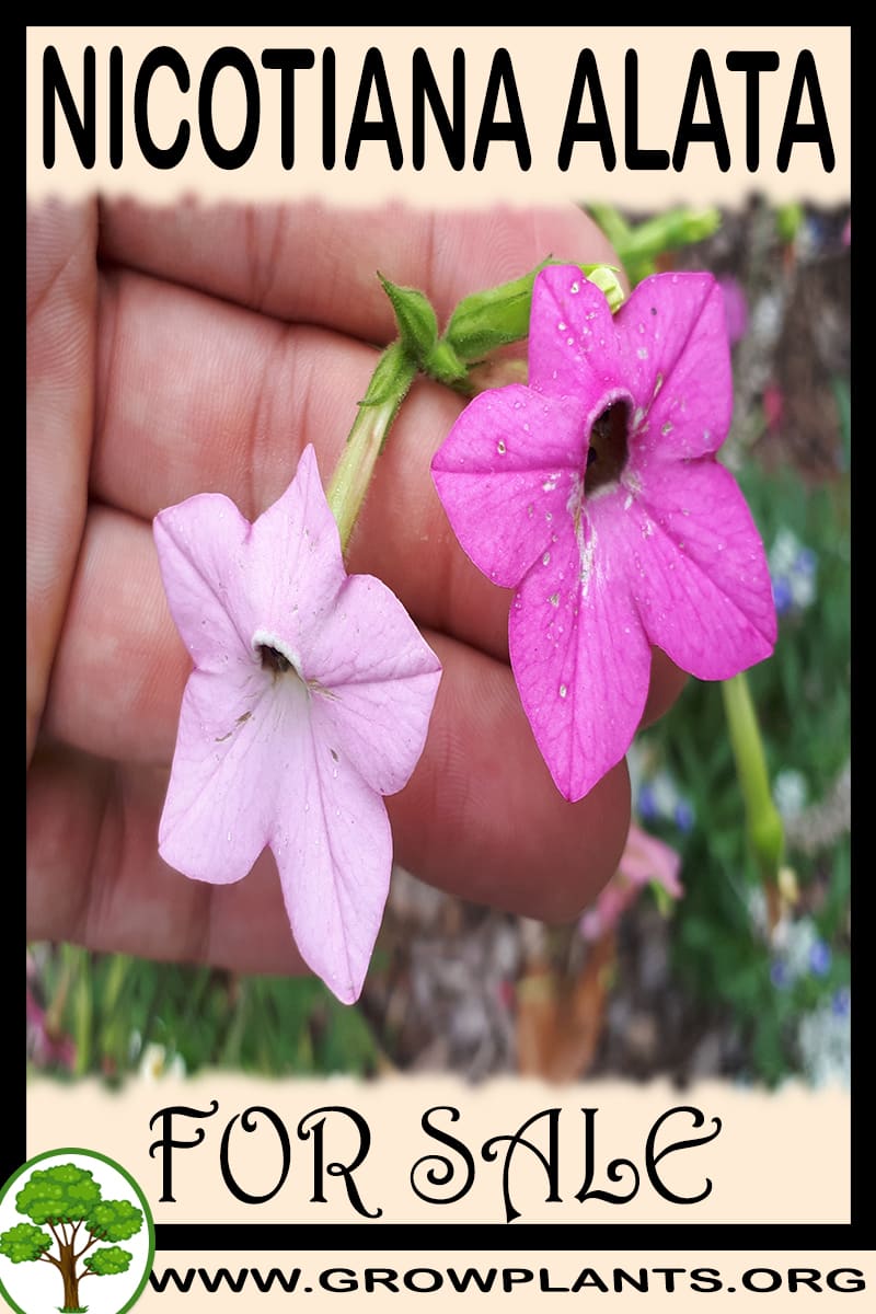 Nicotiana alata