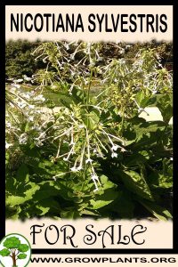 Nicotiana sylvestris for sale