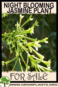 Night blooming Jasmine plant for sale