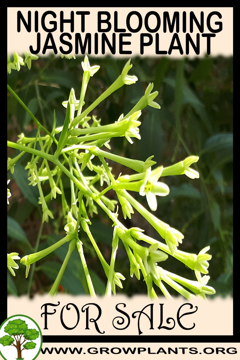 Night blooming Jasmine