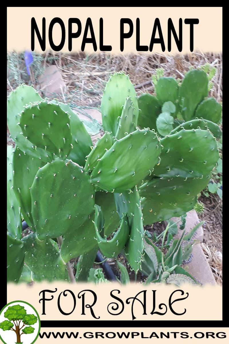 Nopal