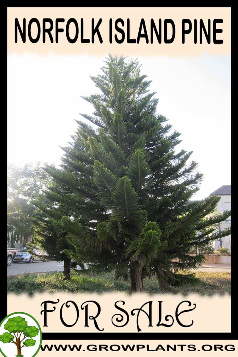 Norfolk island pine