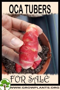 Oca tubers for sale
