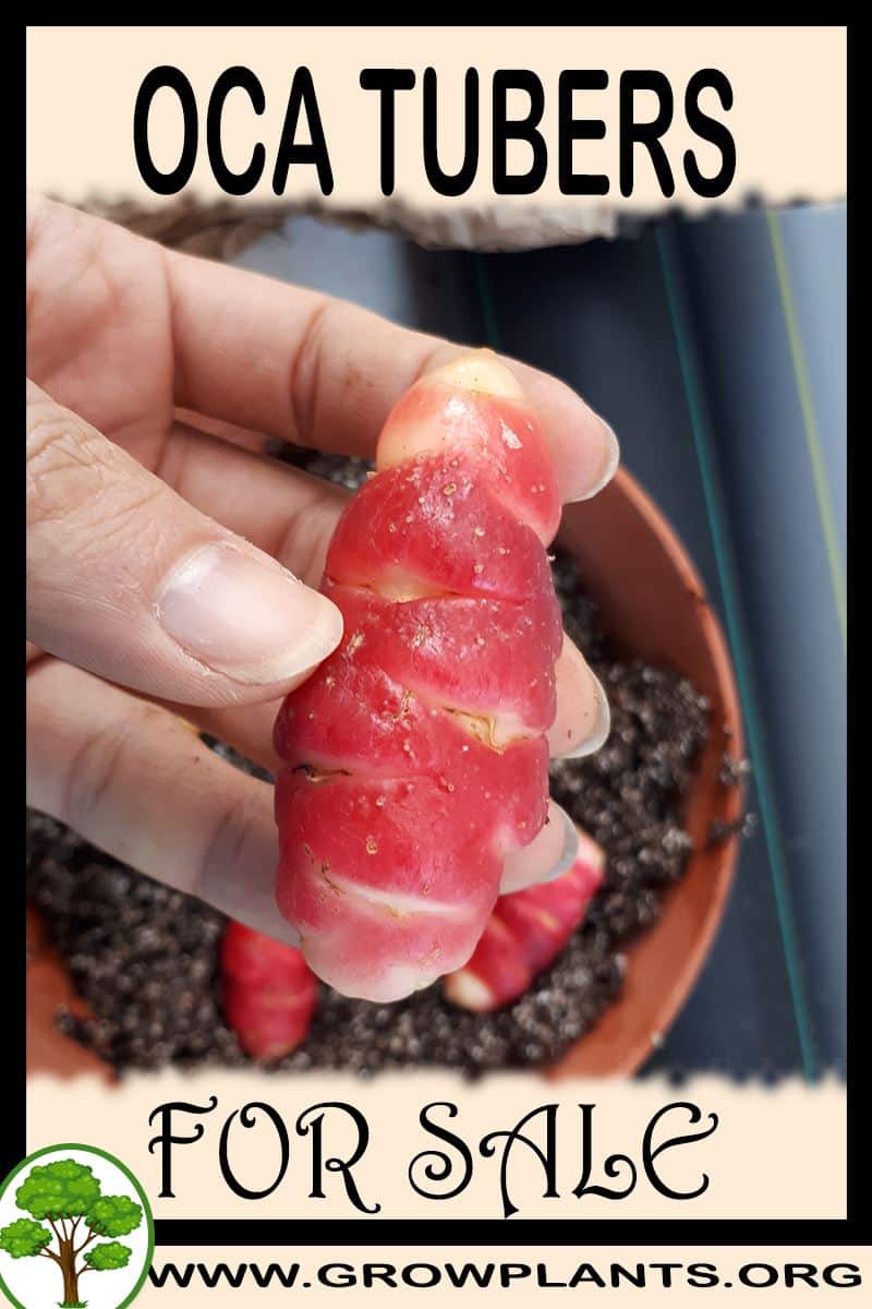 Oca tubers