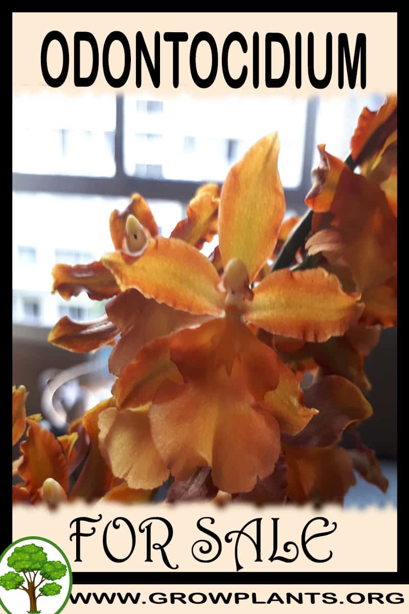Odontocidium