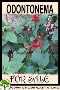 Odontonema for sale
