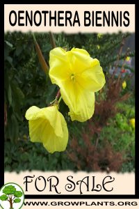 Oenothera biennis for sale
