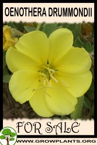 Oenothera drummondii for sale