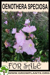 Oenothera speciosa for sale
