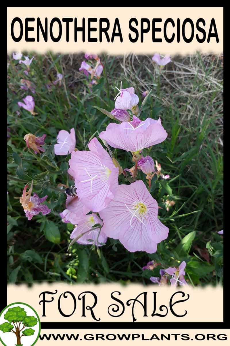 Oenothera speciosa