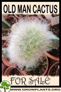 Old Man Cactus for sale