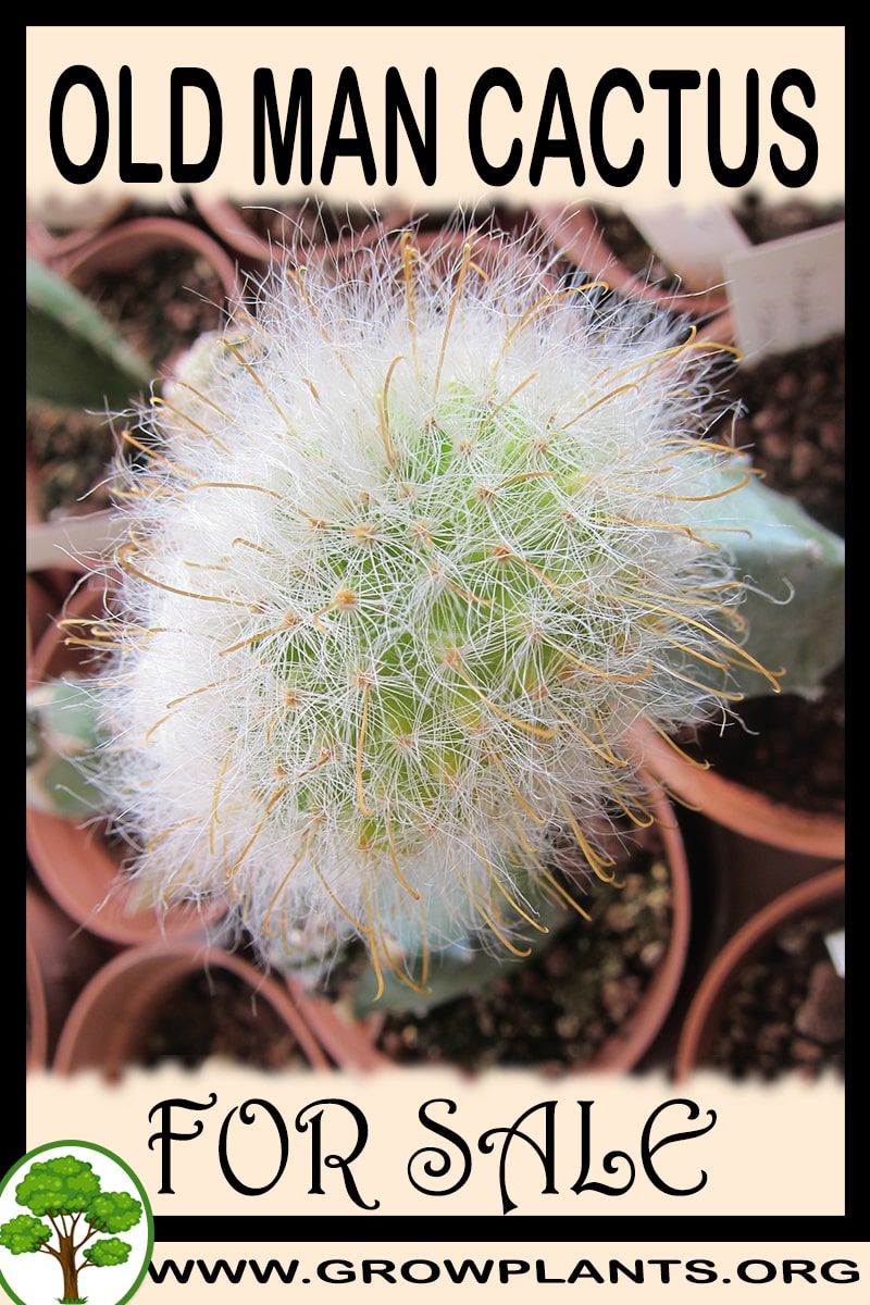 Old Man Cactus