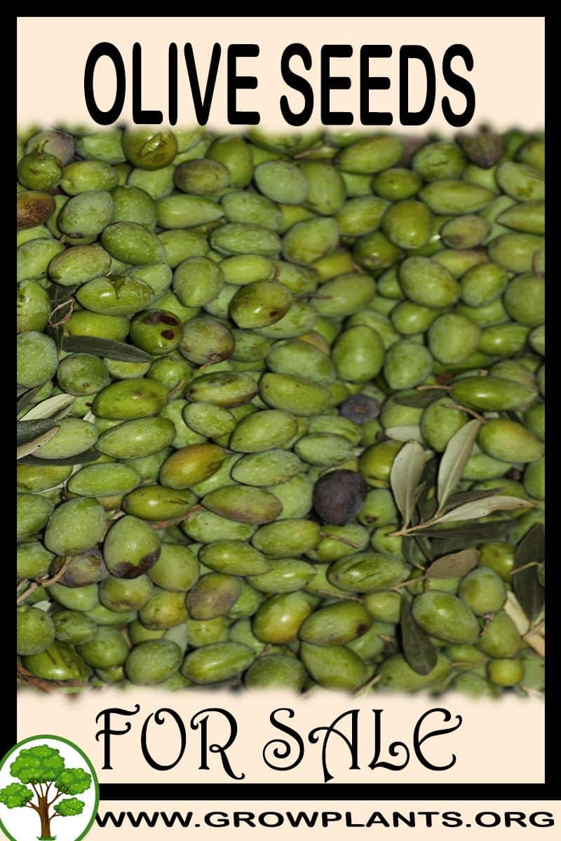 Olive seeds