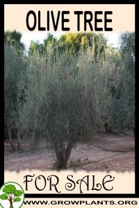 Olive tree for sale