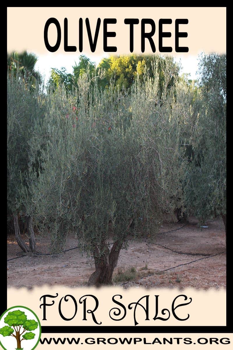 Olive tree