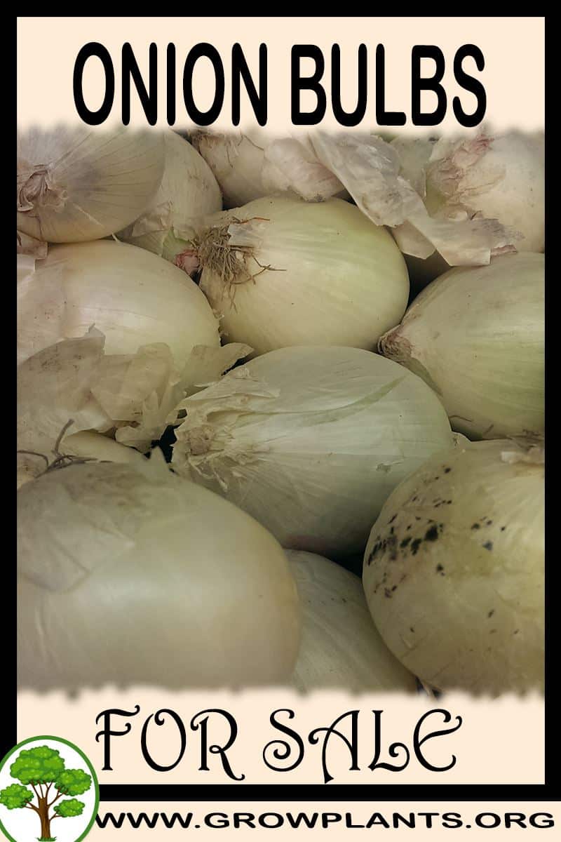 Onion bulbs