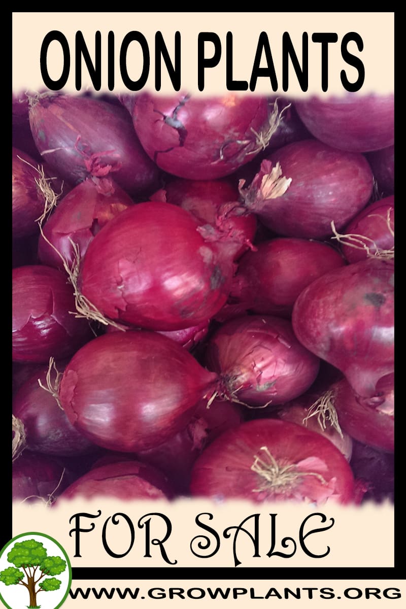 Onion plants