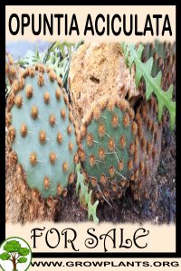 Opuntia aciculata for sale