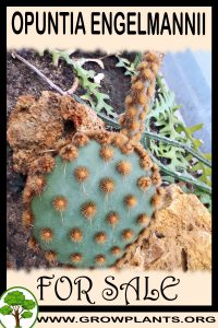 Opuntia engelmannii for sale