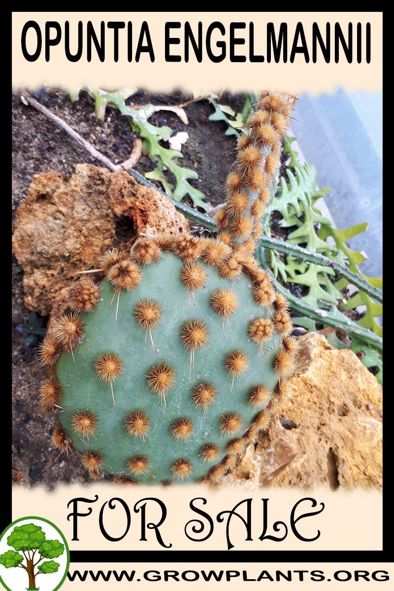 Opuntia engelmannii