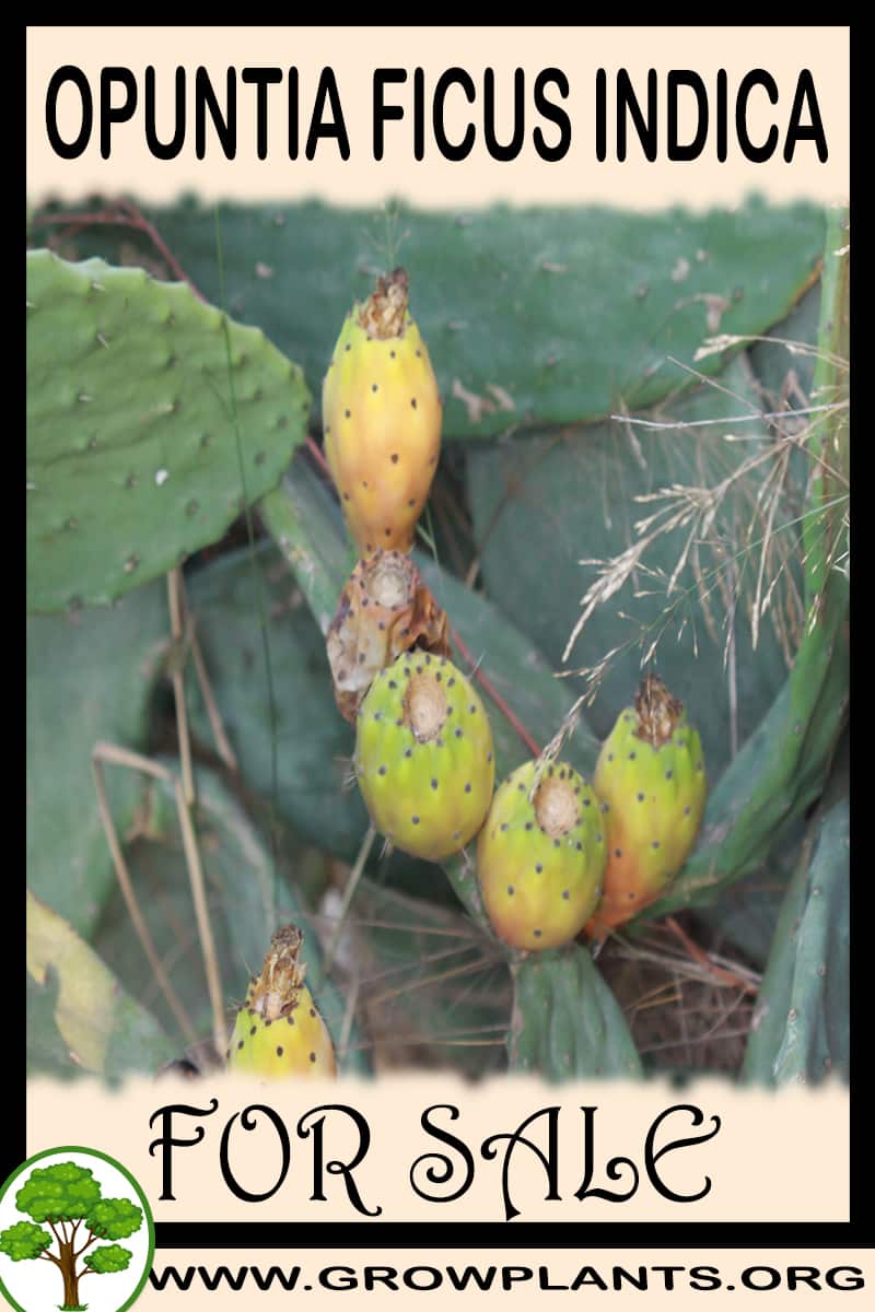 Opuntia ficus indica