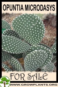 Opuntia microdasys for sale