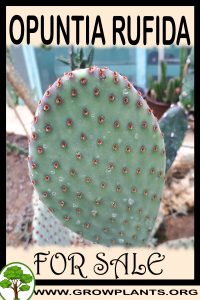 Opuntia rufida for sale
