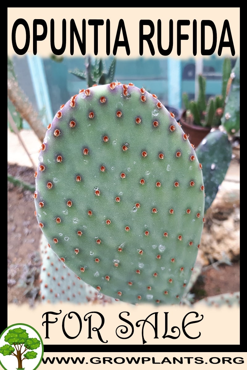 Opuntia rufida