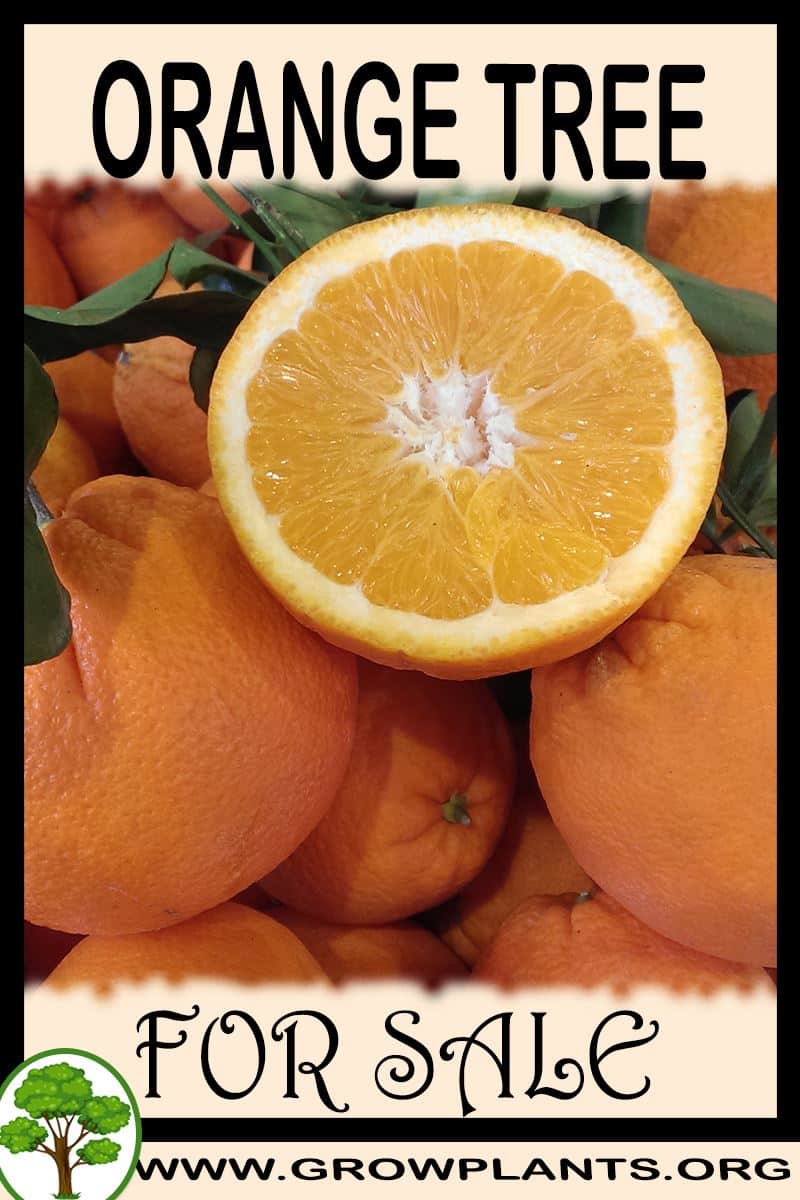 Orange tree