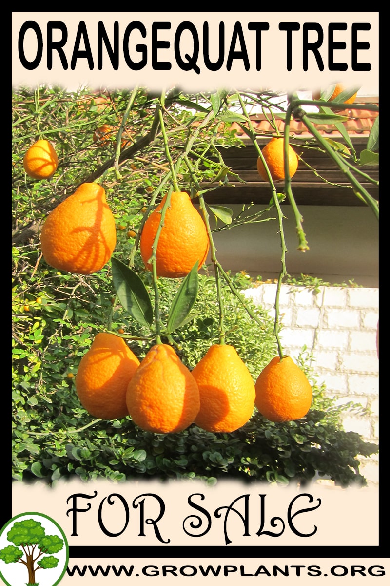 Orangequat tree