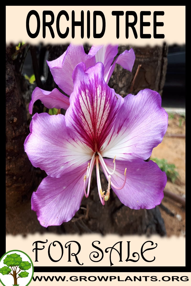 Orchid tree