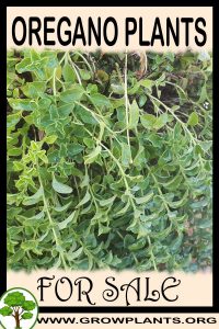 Oregano plants for sale