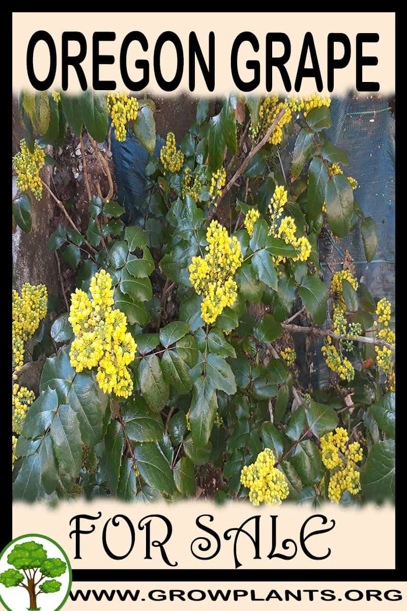 Oregon grape